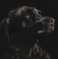 Custom memorial statue of a beloved dog